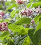 Japanischer Losbaum - Clerodendrum trichotomum