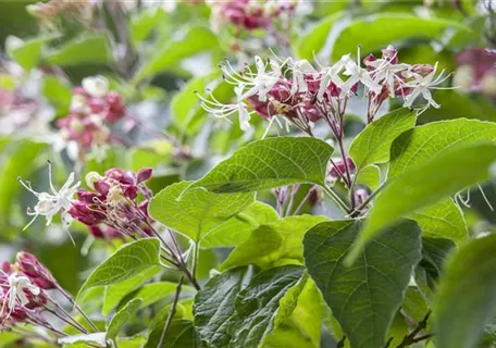 Clerodendrum trichotomum - Japanischer Losbaum