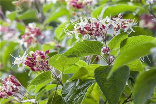 Japanischer Losbaum - Clerodendrum trichotomum