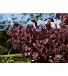 Judasbaum 'Forest Pansy' - Cercis canadensis 'Forest Pansy'