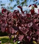 Judasbaum 'Forest Pansy' - Cercis canadensis 'Forest Pansy' - Ziergehölze