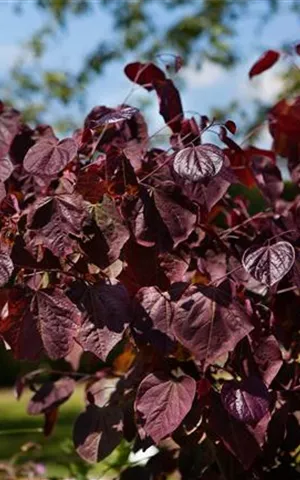 Cercis canadensis 'Forest Pansy' - Formgehölze