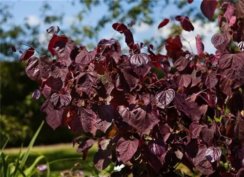 Judasbaum 'Forest Pansy' - Cercis canadensis 'Forest Pansy' - Ziergehölze