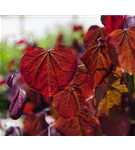 Judasbaum 'Forest Pansy' - Cercis canadensis 'Forest Pansy'