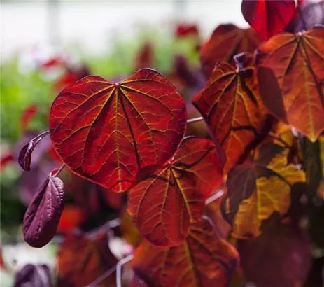 Judasbaum 'Forest Pansy' - Cercis canadensis 'Forest Pansy' - Ziergehölze