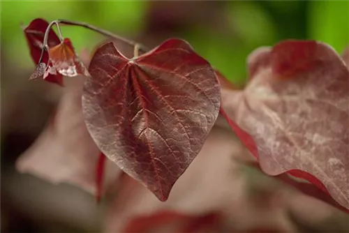 Judasbaum 'Forest Pansy' - Cercis canadensis 'Forest Pansy' - Ziergehölze