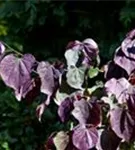 Judasbaum 'Forest Pansy' - Cercis canadensis 'Forest Pansy'