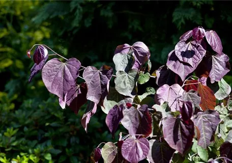 Cercis canadensis 'Forest Pansy' - Judasbaum 'Forest Pansy'