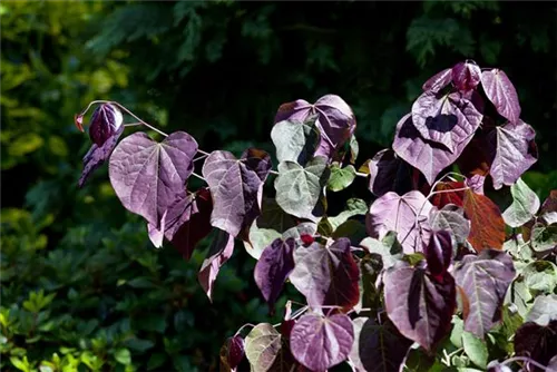 Judasbaum 'Forest Pansy' - Cercis canadensis 'Forest Pansy'