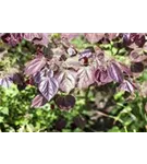 Judasbaum 'Forest Pansy' - Cercis canadensis 'Forest Pansy'