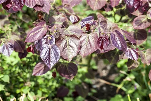 Judasbaum 'Forest Pansy' - Cercis canadensis 'Forest Pansy' - Ziergehölze