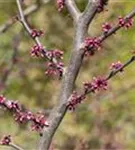 Judasbaum 'Forest Pansy' - Cercis canadensis 'Forest Pansy' - Ziergehölze