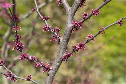 Judasbaum 'Forest Pansy' - Cercis canadensis 'Forest Pansy' - Ziergehölze