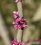 Judasbaum 'Forest Pansy' - Cercis canadensis 'Forest Pansy' - Ziergehölze