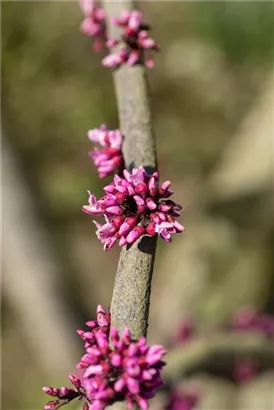 Judasbaum 'Forest Pansy' - Cercis canadensis 'Forest Pansy' - Ziergehölze