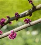 Judasbaum 'Forest Pansy' - Cercis canadensis 'Forest Pansy' - Ziergehölze