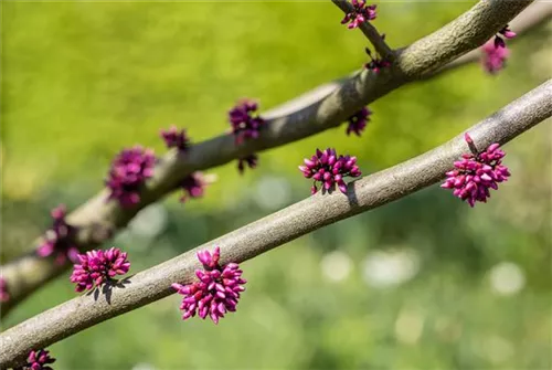 Judasbaum 'Forest Pansy' - Cercis canadensis 'Forest Pansy' - Ziergehölze