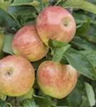 Apfel 'James Grieve' mittel - Malus 'James Grieve' CAC