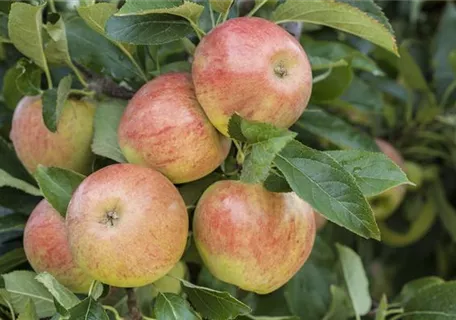 Malus 'James Grieve' CAC - Apfel 'James Grieve' mittel