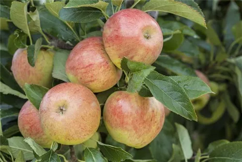 Apfel 'James Grieve' mittel - Malus 'James Grieve' CAC