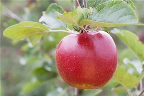 Synonym - Malus 'Schöner von Boskoop'