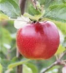 Synonym - Malus 'Schöner von Boskoop'