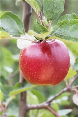 Synonym - Malus 'Schöner von Boskoop'