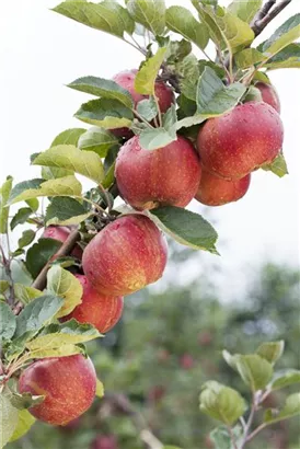 Synonym - Malus 'Schöner von Boskoop'