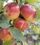 Synonym - Malus 'Schöner von Boskoop'