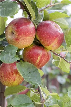 Synonym - Malus 'Schöner von Boskoop'