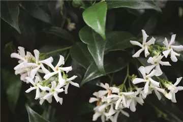 Trachelospermum - Sternjasmin