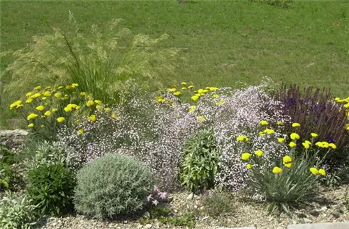 Staudenmischung - Blütenschleier 5 m²