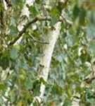 Synonym - Betula utilis 'Doorenbos'