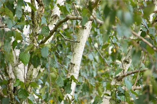 Synonym - Betula utilis 'Doorenbos'