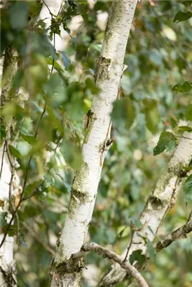 Synonym - Betula utilis 'Doorenbos'