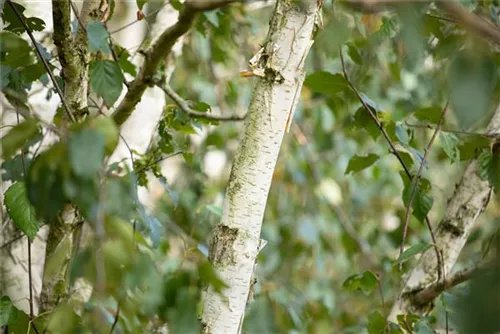 Synonym - Betula utilis 'Doorenbos'