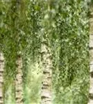 Synonym - Betula utilis 'Doorenbos'