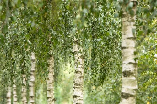 Synonym - Betula utilis 'Doorenbos'