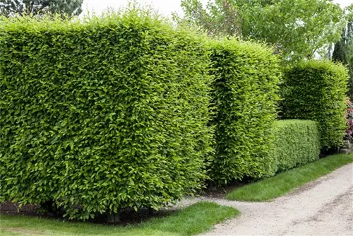 Hainbuche,Weißbuche - Carpinus betulus - Baum