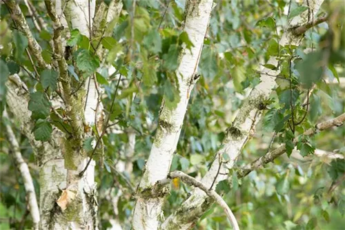 Synonym - Betula utilis 'Doorenbos'