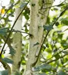 Synonym - Betula utilis 'Doorenbos'