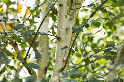 Synonym - Betula utilis 'Doorenbos'