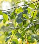 Synonym - Betula utilis 'Doorenbos'