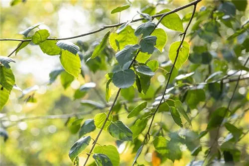 Synonym - Betula utilis 'Doorenbos'