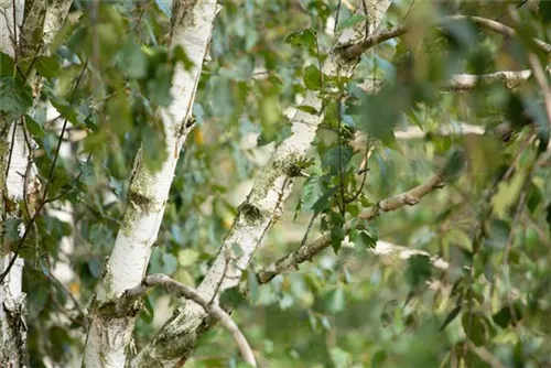 Synonym - Betula utilis 'Doorenbos'