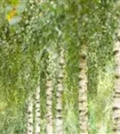 Synonym - Betula utilis 'Doorenbos'