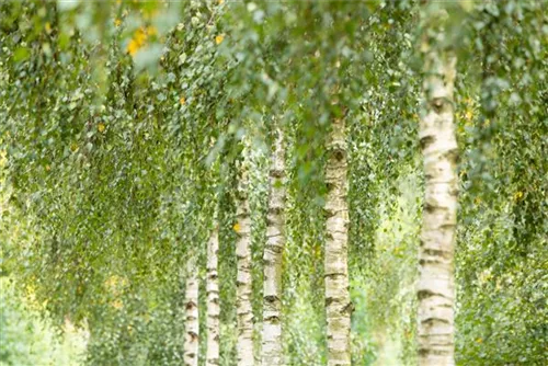 Synonym - Betula utilis 'Doorenbos'