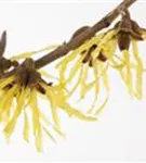 Zaubernuss 'Pallida' - Hamamelis interm.'Pallida'