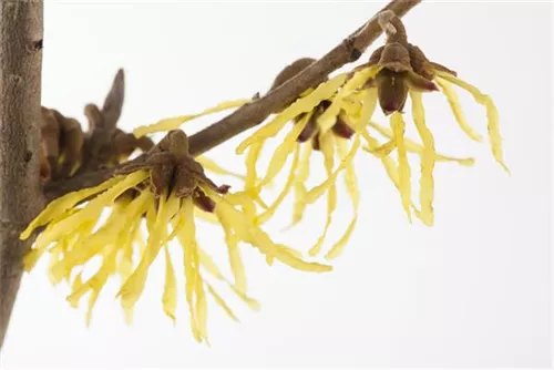 Zaubernuss 'Pallida' - Hamamelis interm.'Pallida'