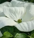 Amerik.Blumen-Hartriegel 'Cloud Nine' - Cornus florida 'Cloud Nine'